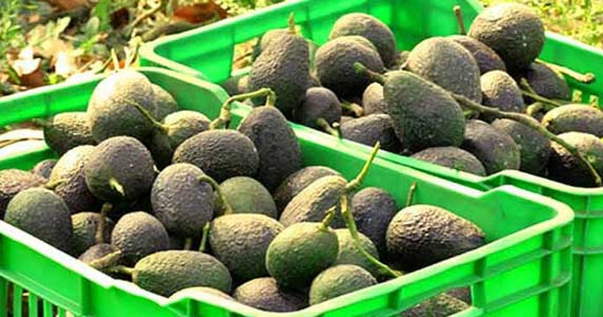 Aguacates Mexicanos © 2000agro.mex