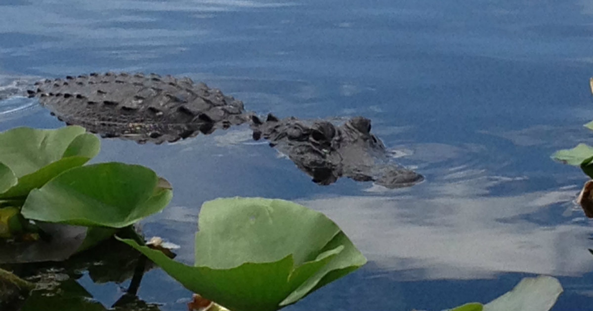 Caimanes en Florida © Wikimedia