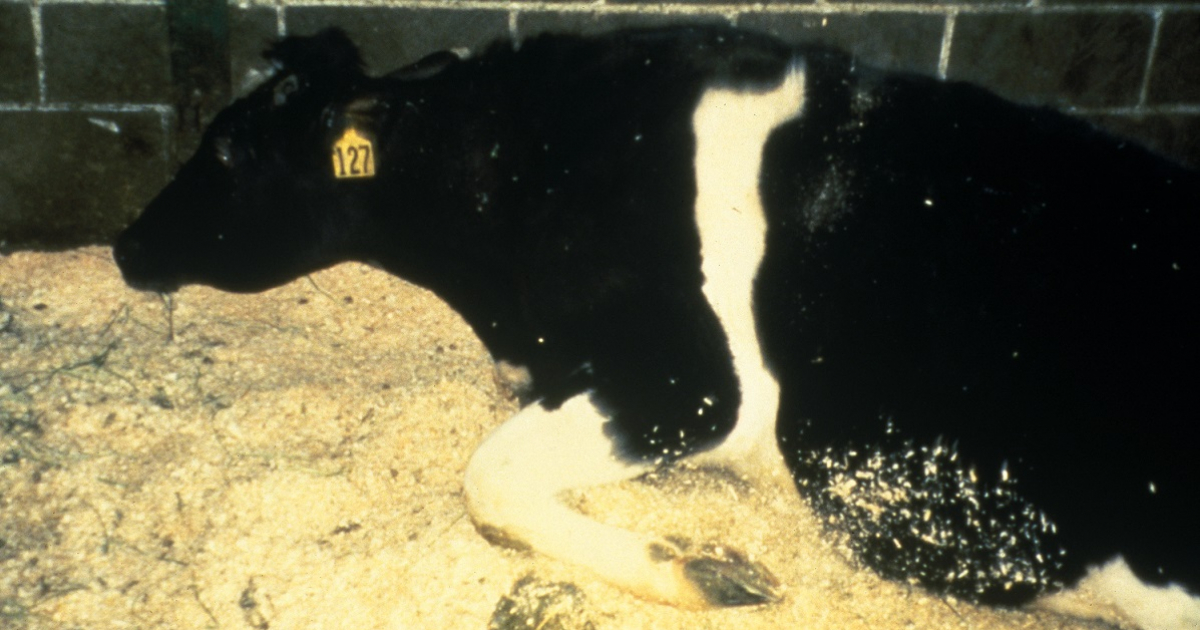 Vaca con encefalopatía espongiforme bovina © Wikimedia Commons