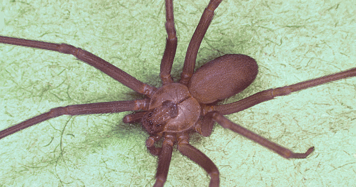 Araña Parda del Mediterráneo © Wikimedia