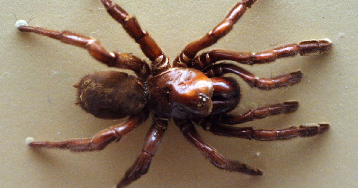 Araña de la especie Giaus Villosus. © Wikimedia Commons