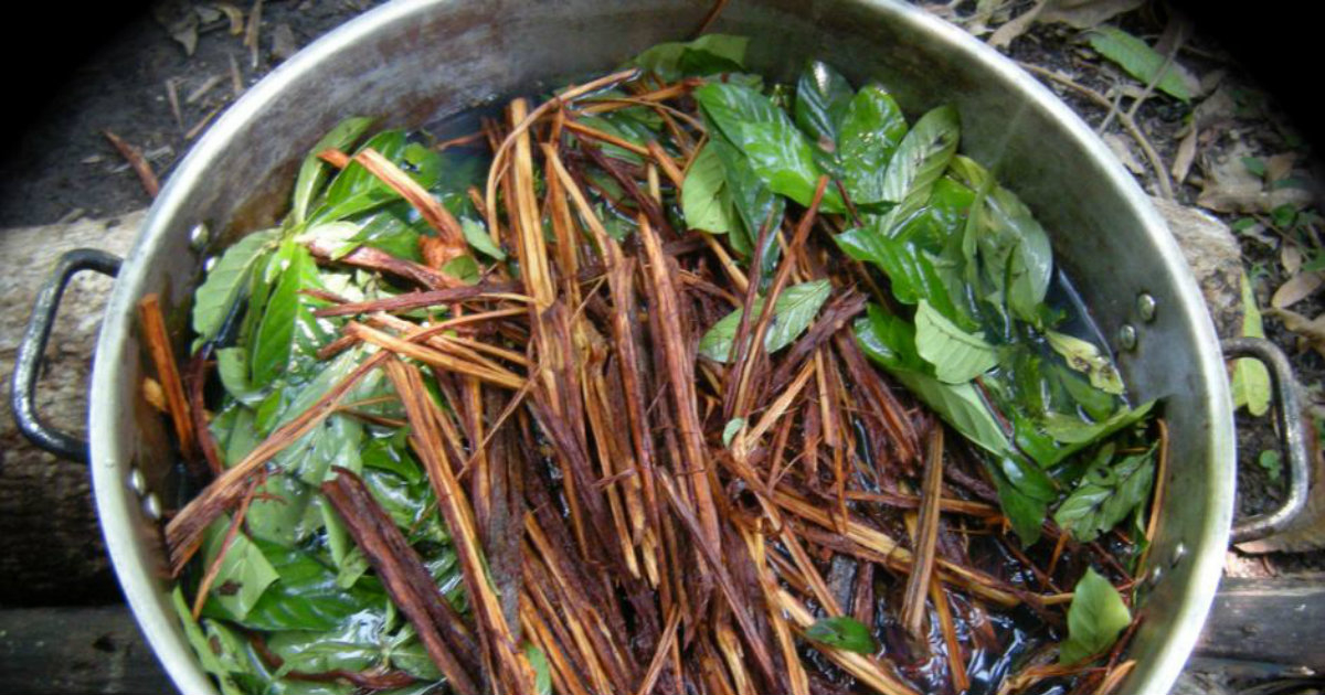 Ayahuasca © arcuma.com