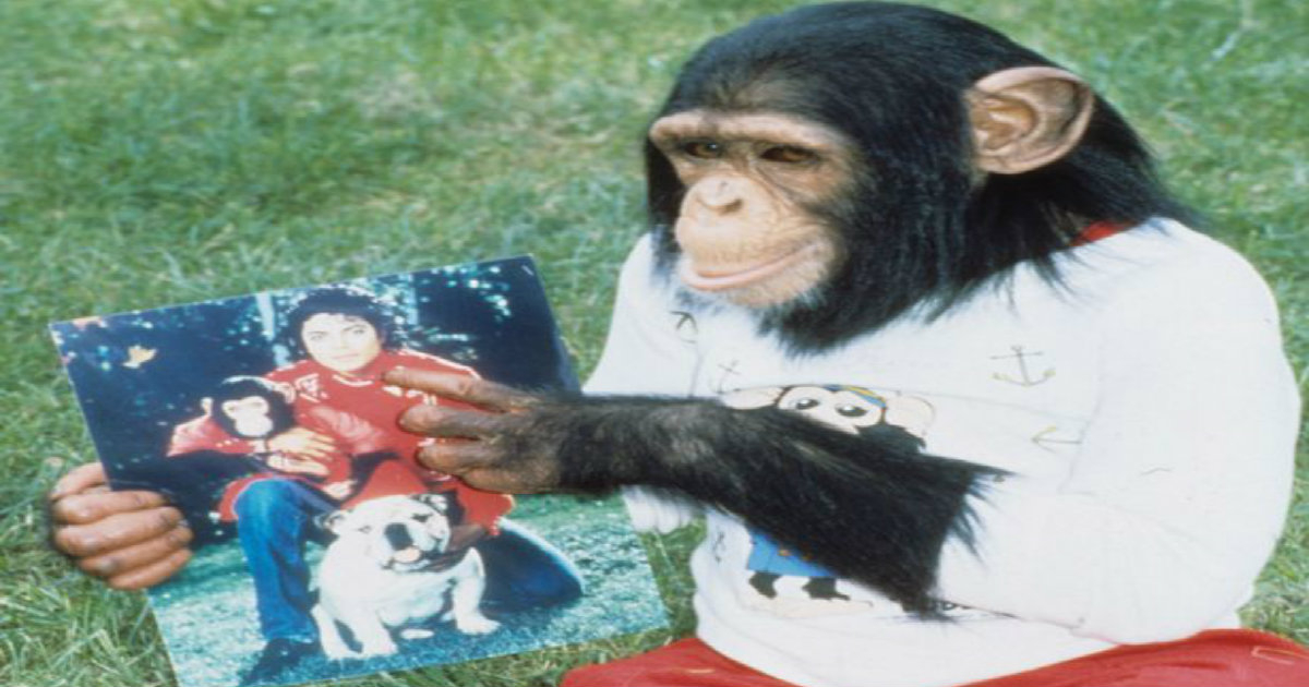 Bubbles, chimpancé Michael Jackson © Mirror/Tom Rodriguez