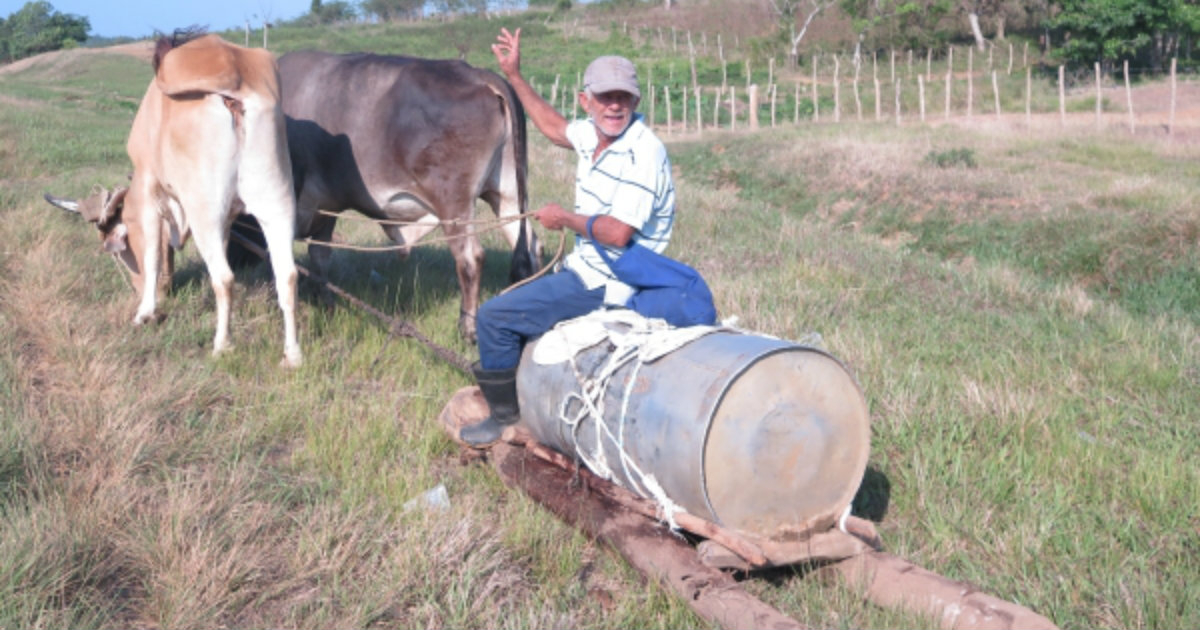 Un campensino carga un tanque de agua con bueyes. © Cubanet.