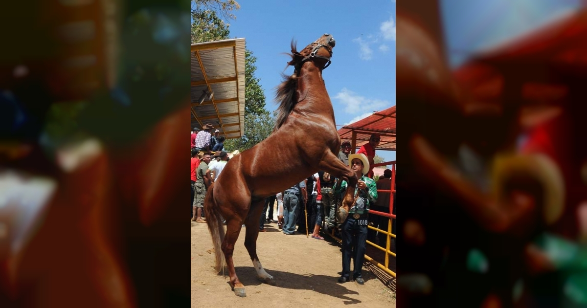Pelea a machetazos y tiros en una carrera de caballos ilegal en Cuba