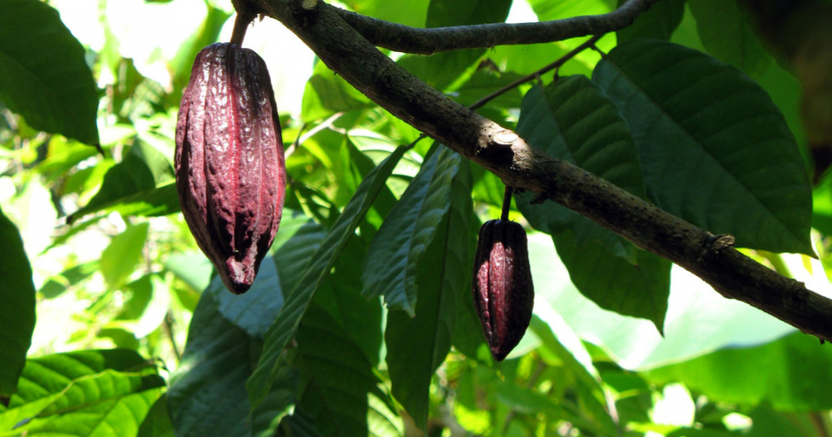 Árbol del Cacao © Wikimedia