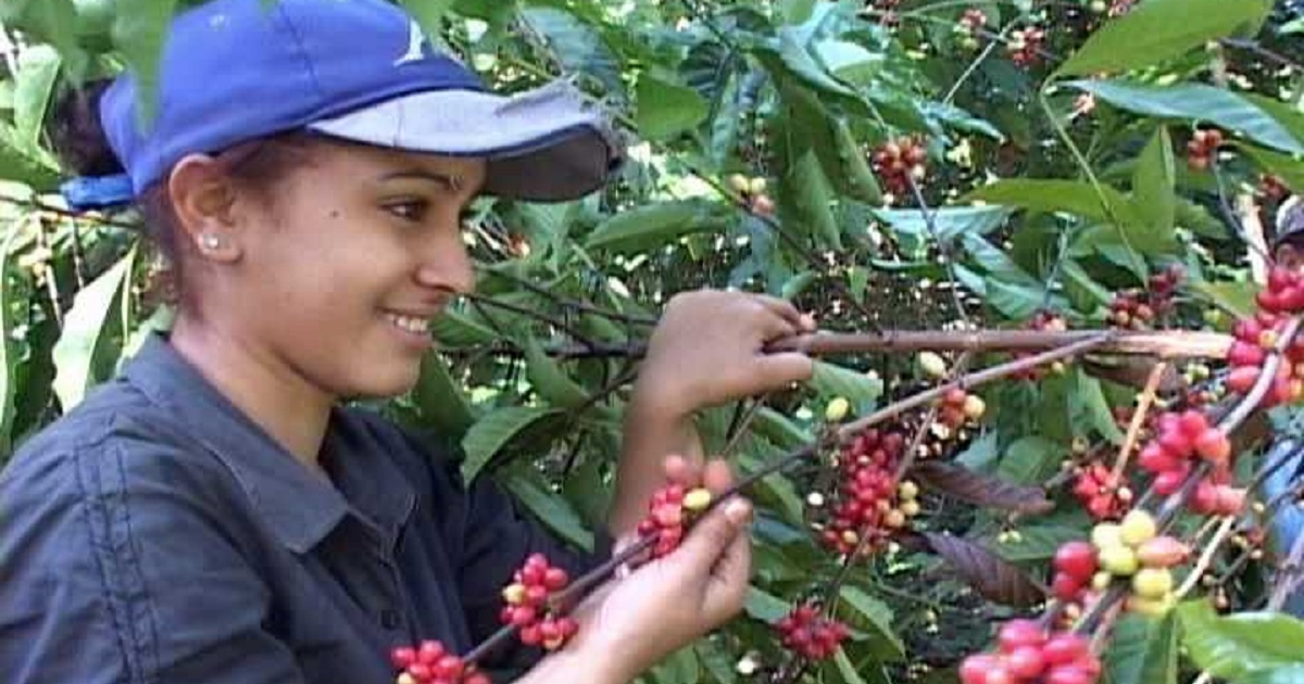 Recogida de café en Cuba © granmenses.blogspot.com