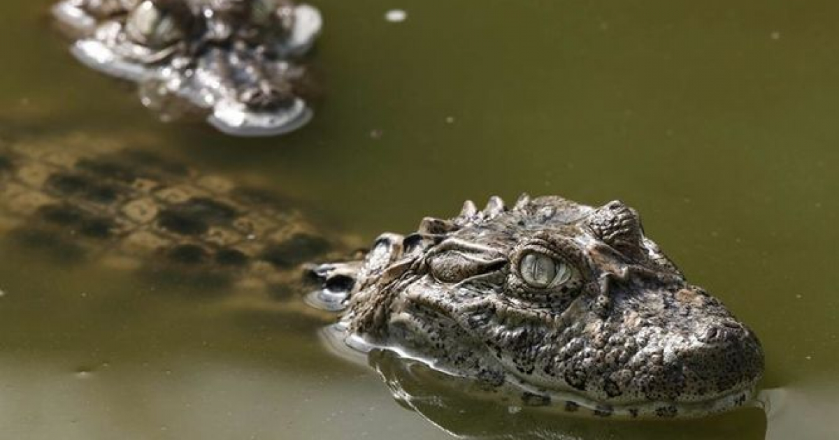 Caimán de 11 pies en la ciudad de Davie, en el sur de Florida © Hola Ciudad