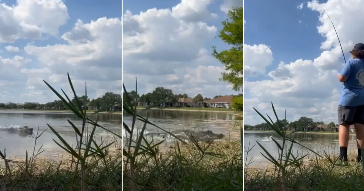 Caimán roba pez a joven pescador de Florida en sorprendente encuentro