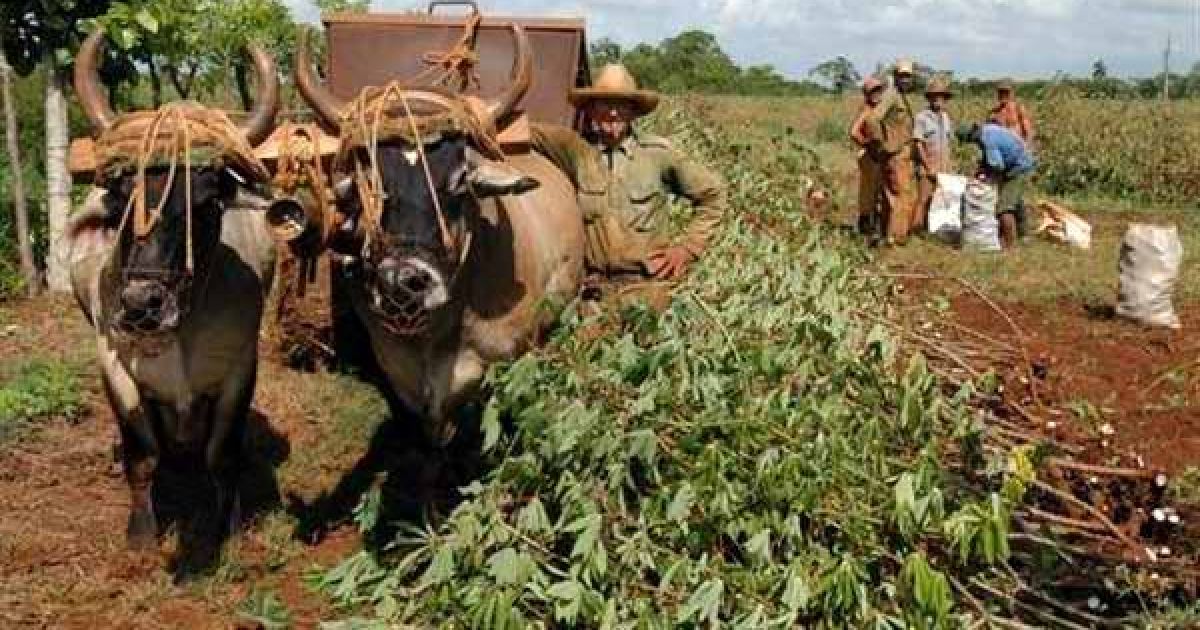 Alimentos en Cuba © Radio Rebelde