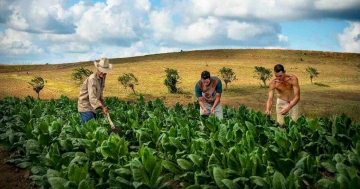 Campesino Julio Larramendi Chip Cooper © www.progresosemanal.com