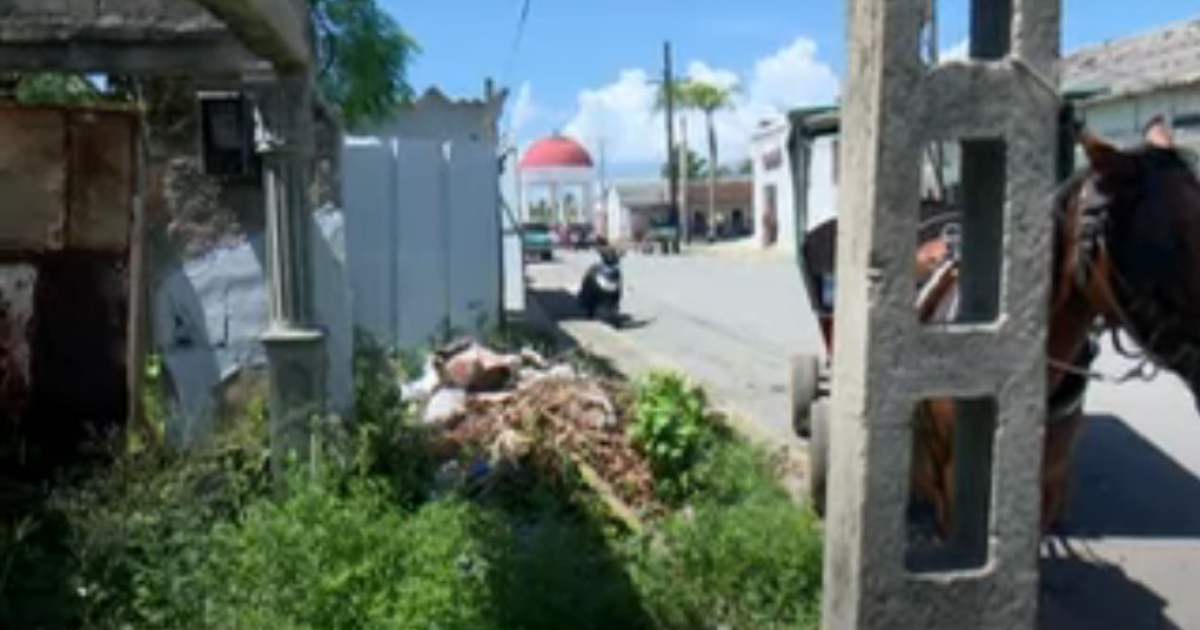 Alerta en Cienfuegos por brotes de virus de Oropouche y dengue