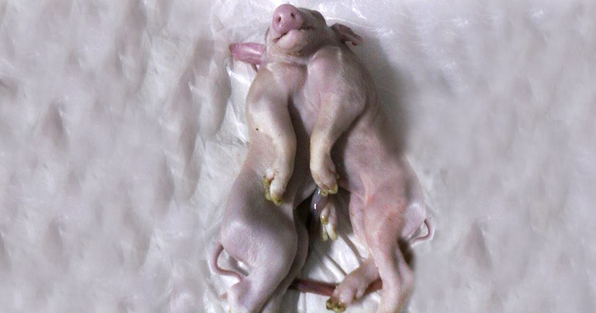 El cerdo nacido en Pinar del Río momentos después del parto © Facebook/ Periódico Guerrillero