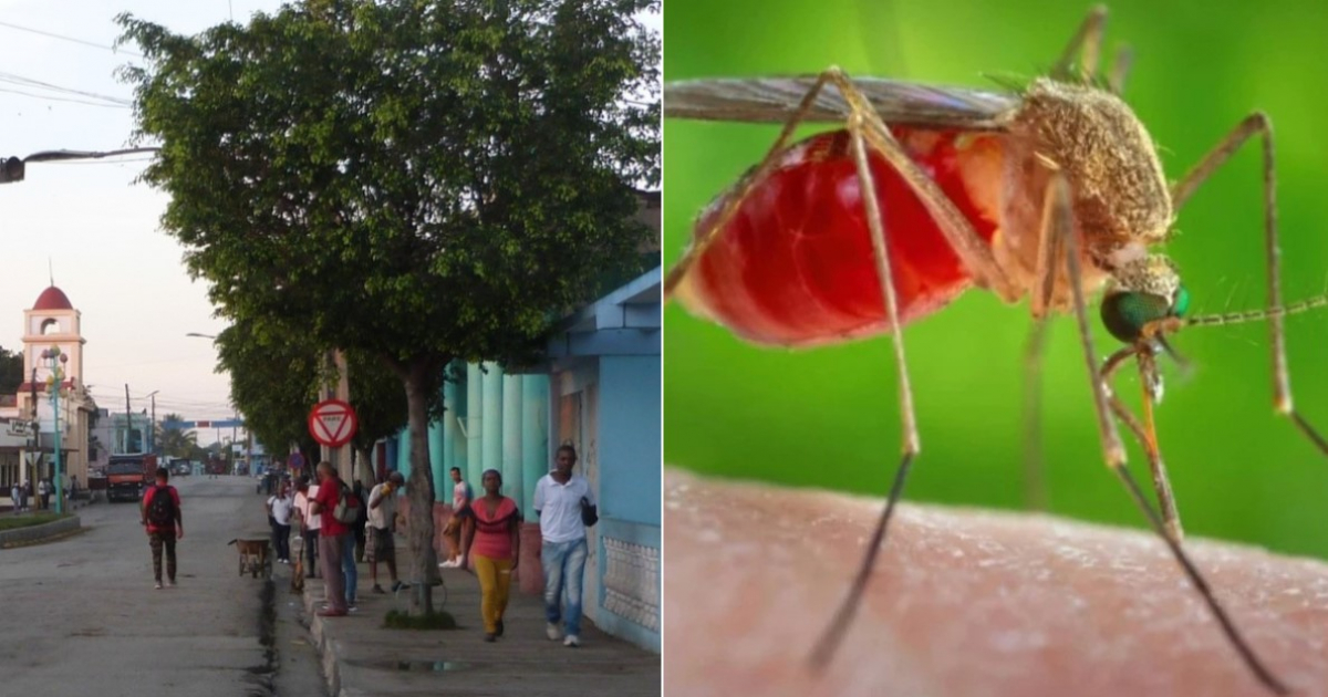 Cubanos denuncian falta de preparación para enfrentar el virus de la fiebre de Oropouche