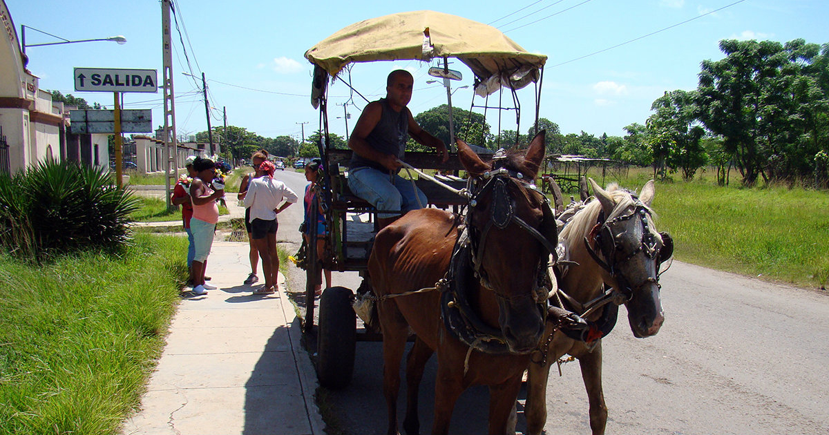 Cochero cubano tirando de los caballos con un grupo de personas de fondo © Cibercuba / Archivo