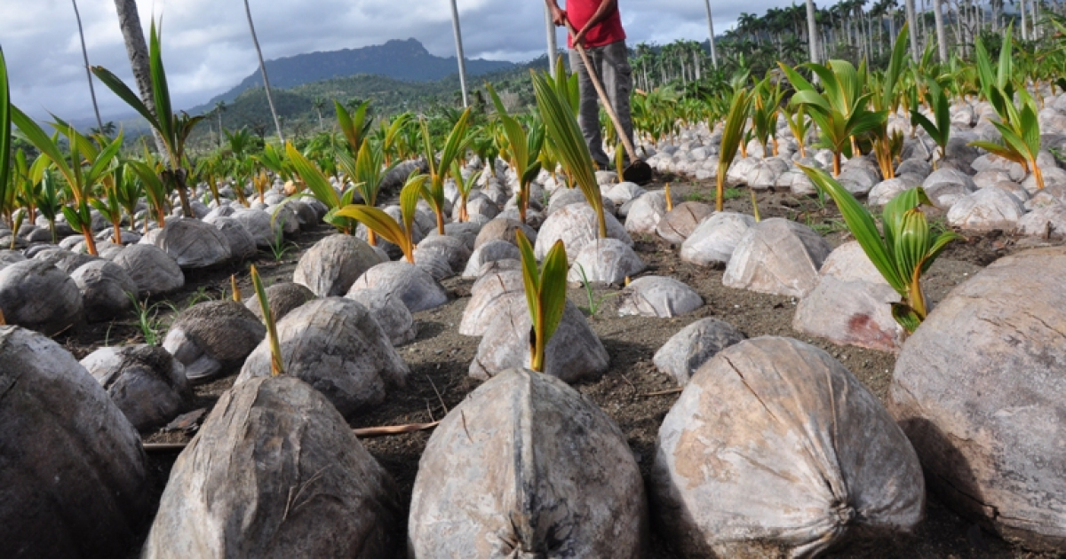 Recuperación de plantaciones de coco en Baracoa © Lorenzo Crespo / Venceremos