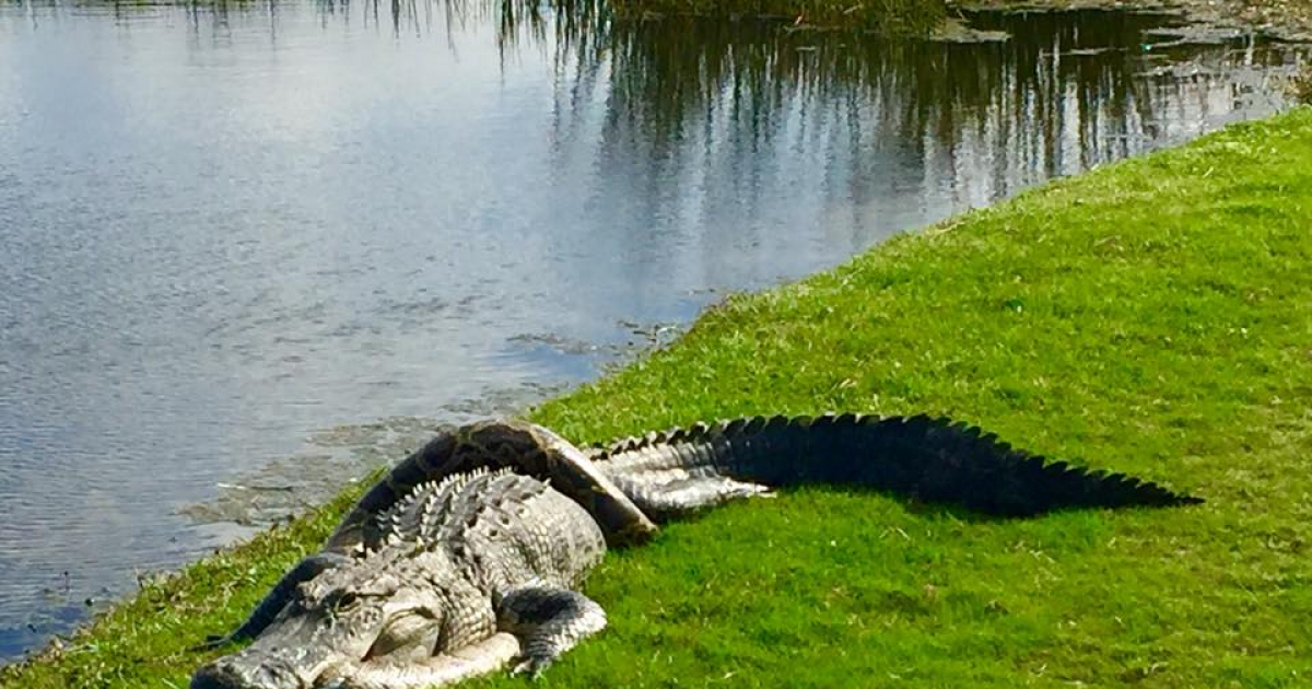 Solo en Florida puedes ver una serpiente enrollada en un cocodrilo en un  campo de golf