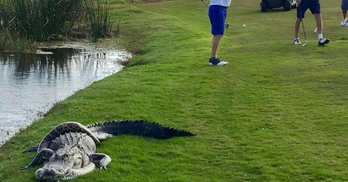 Cocodrilo y pitón birmana pelean en un campo de golf © Facebook / Richard Nadler