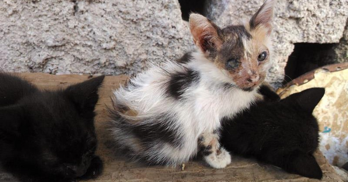 Gatos abandonados © PAC/ Facebook