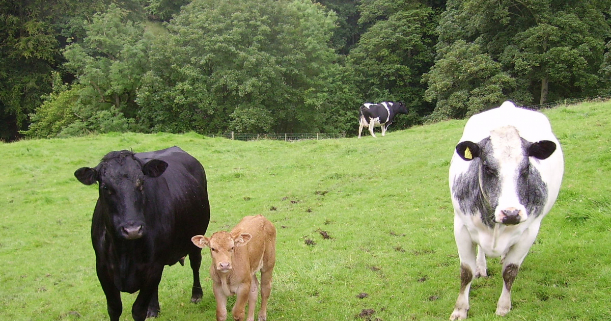 Vacas y terneros © Wikimedia Commons