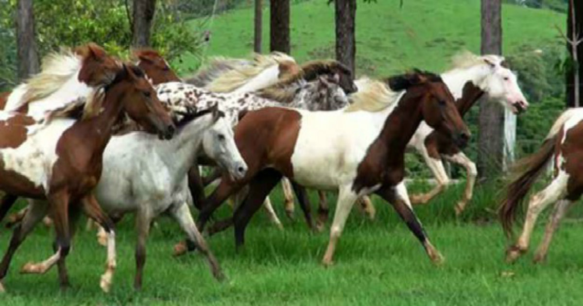 Cuba Caballos © Bohemia.cu