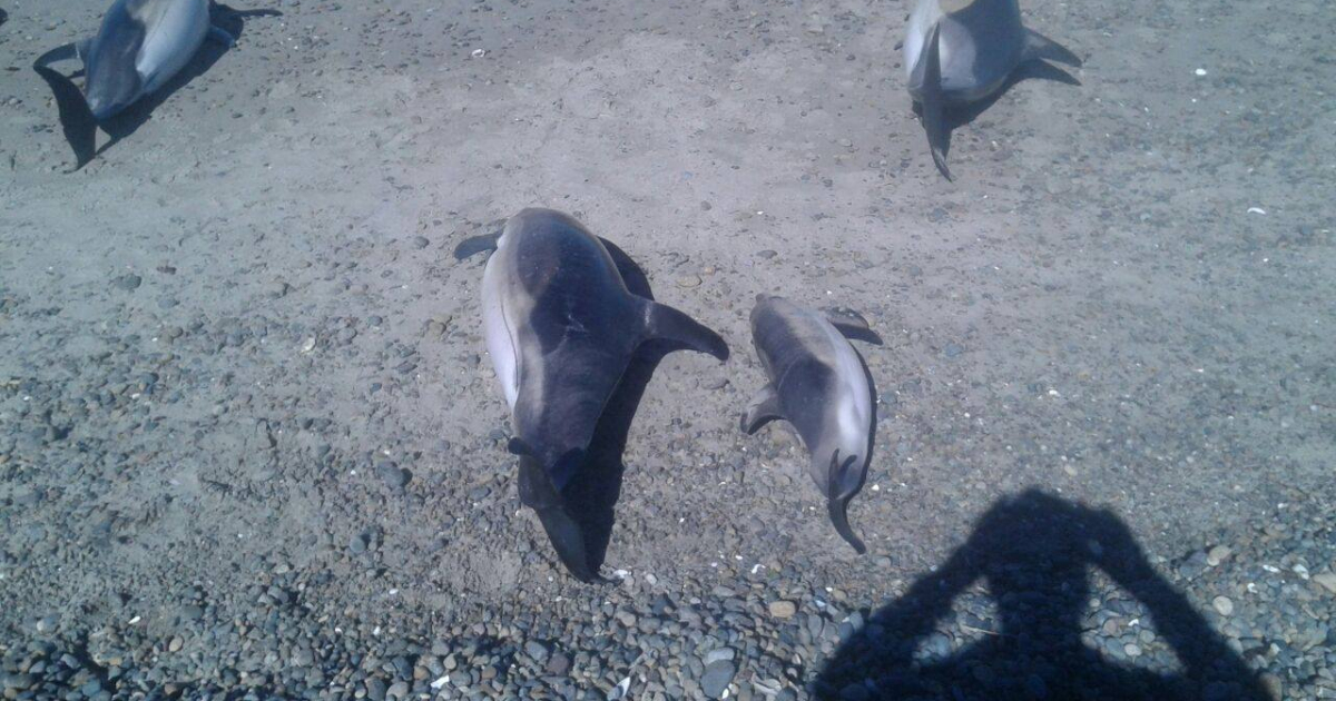 Delfines suicidas © Cenpat-Conicet/Facebook