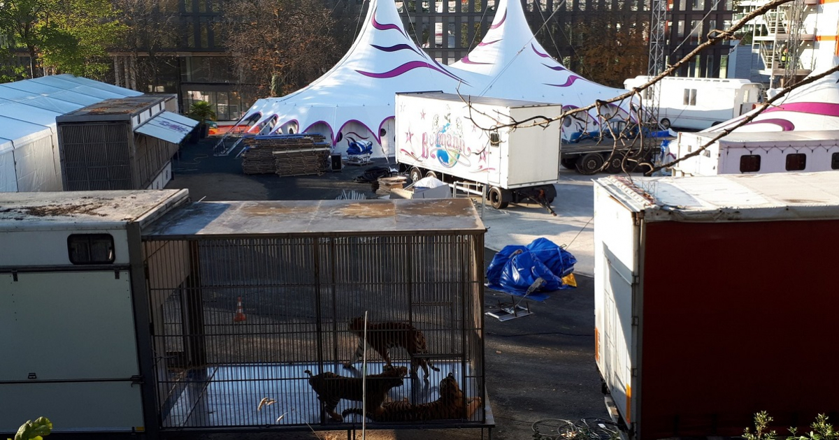 Tigres en circo de París © @khomille