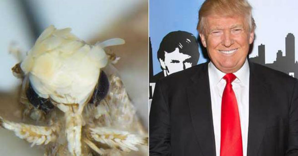 Donald Trump y su parecido con la polilla de California © Cuatro.com