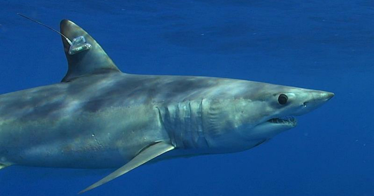 El tiburón Trump ganando la carrera electoral de tiburones en Florida © EFE/George Schellenger