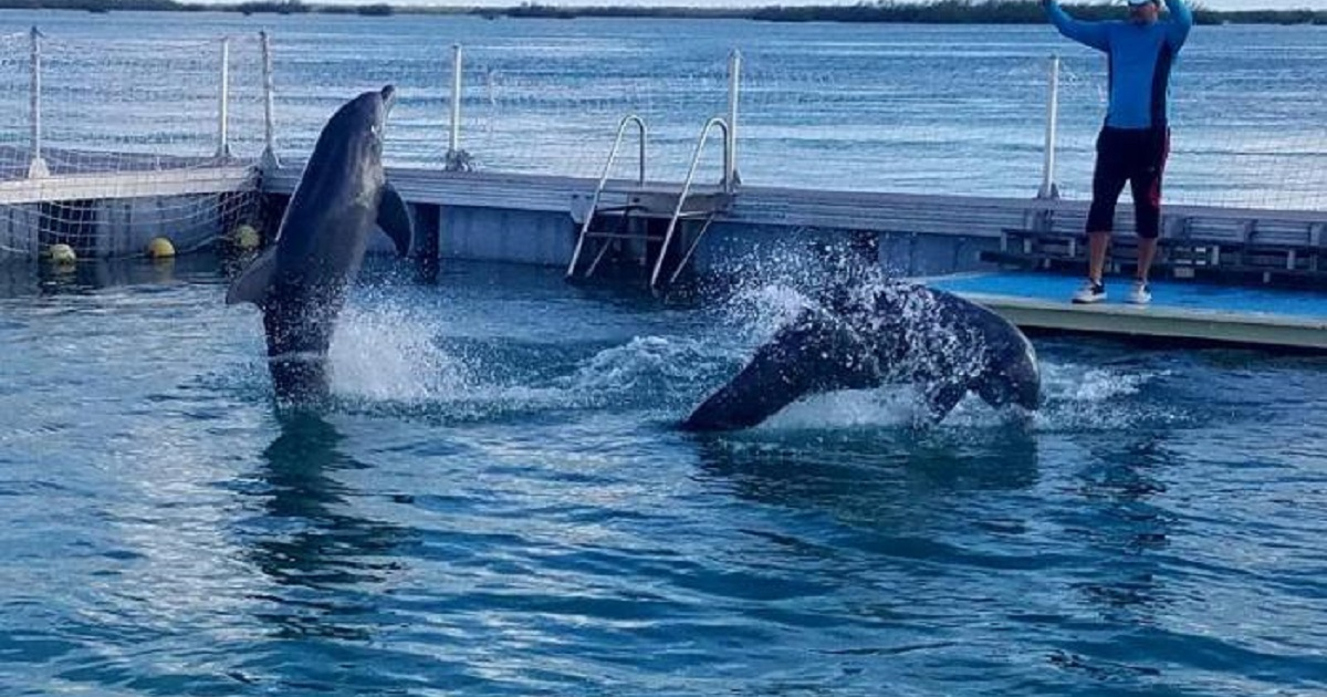 Delfinario de Jardines del Rey © Yisel Martínez García/Granma