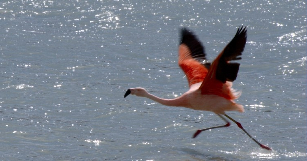 Flamenco rosa. © Flickr