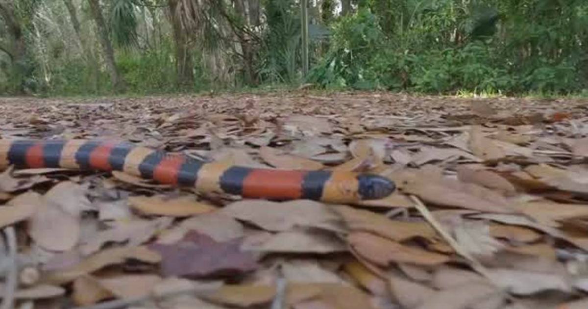 Serpiente reptando por un bosque de la Florida © El Nuevo Herald 