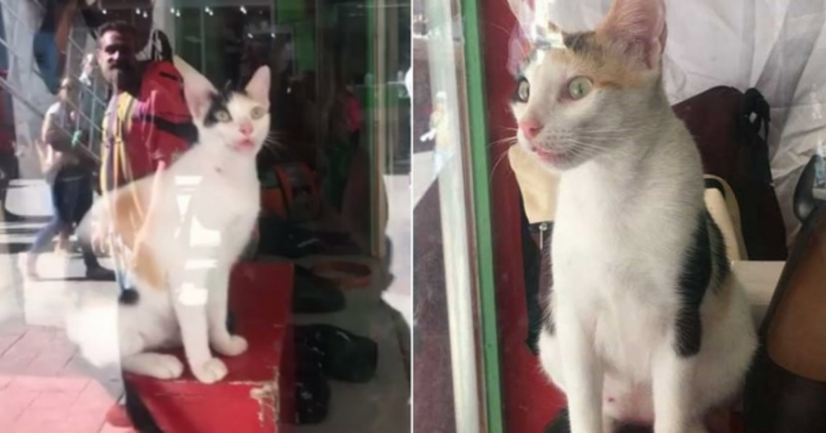 Un gato en la vidriera de una tienda de La Habana. © Irenia González / Facebook