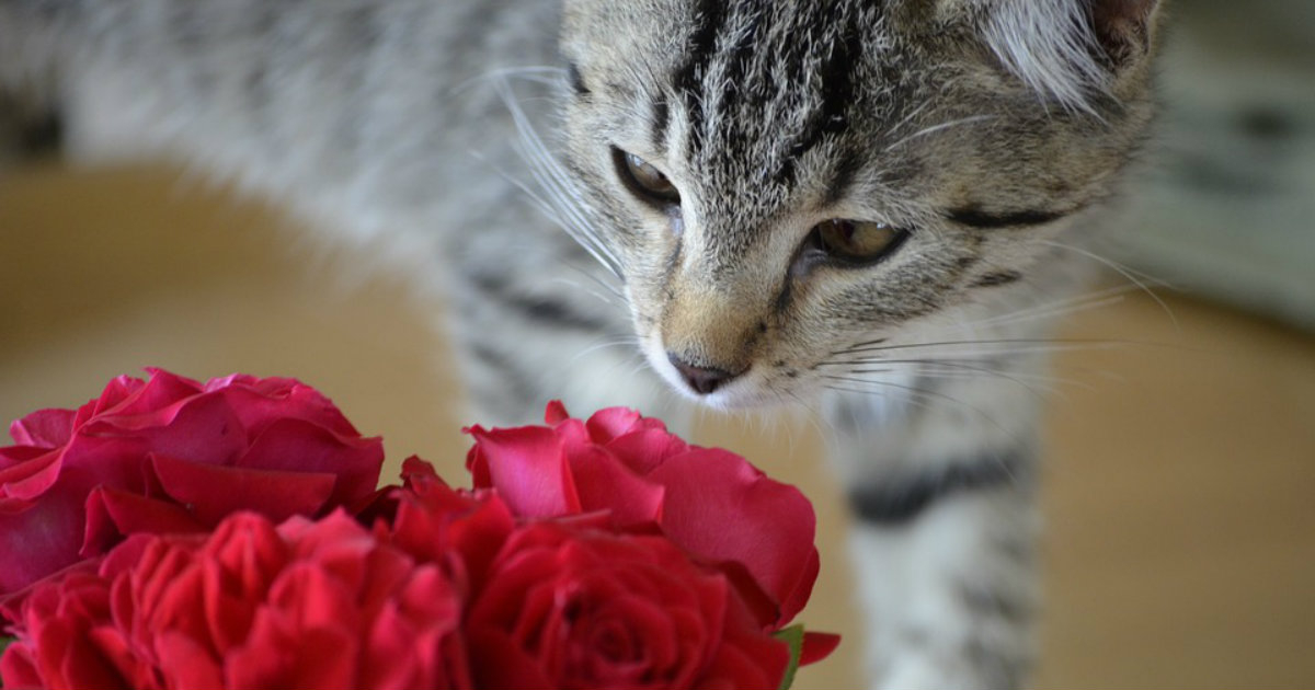 gato y rosas © Pixabay
