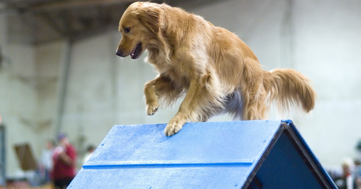 Competencia de Perros © Wikimedia Commons