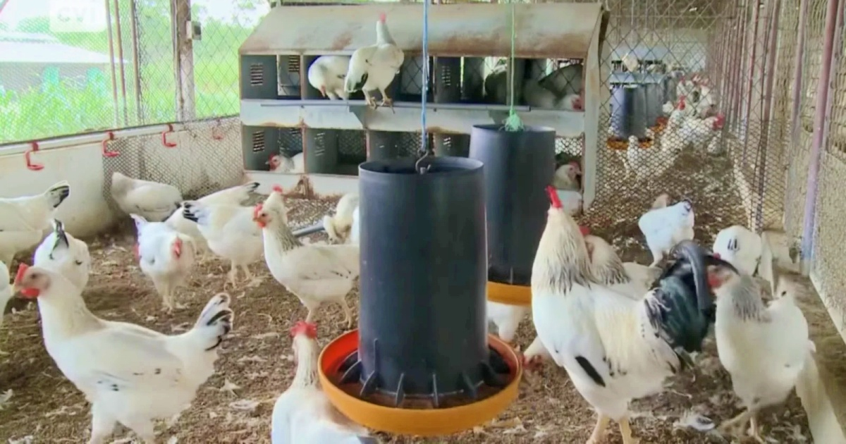 La crisis alimentaria obliga a Holguín a sacrificar miles de gallinas