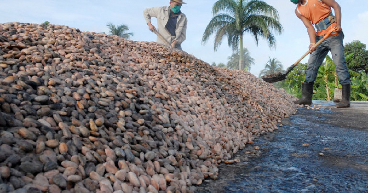 Dos agricultores cubanos se disponen a recoger con las palas material agrícola © 