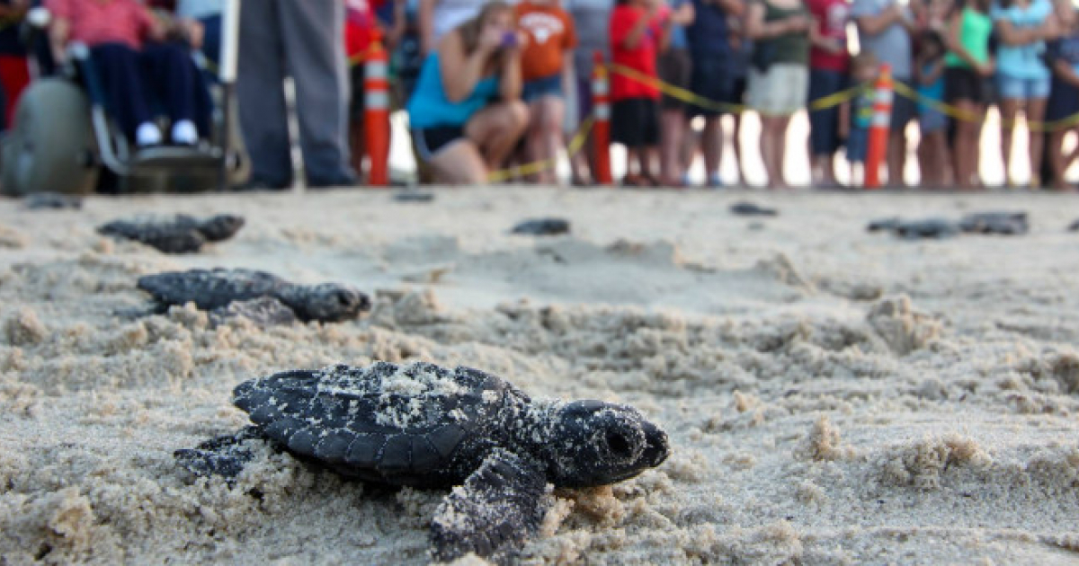 Tortugas en playa de Florida © NPS.gov