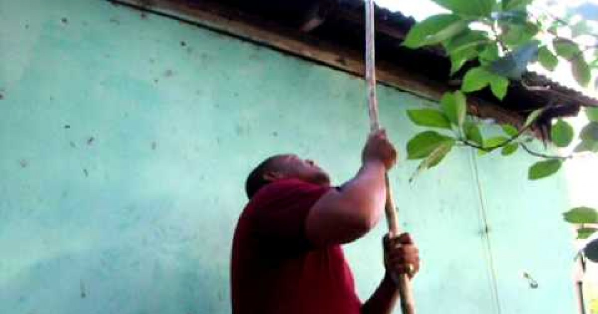 Hombre tumbando mangos con una vara © Youtube