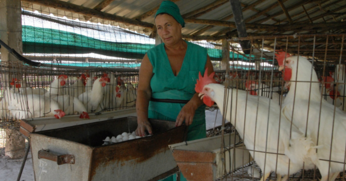 Granja avícola en Camagüey. © Adelante