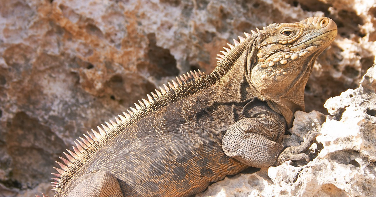 Ejemplar de iguana cubana © Wikimedia Commons