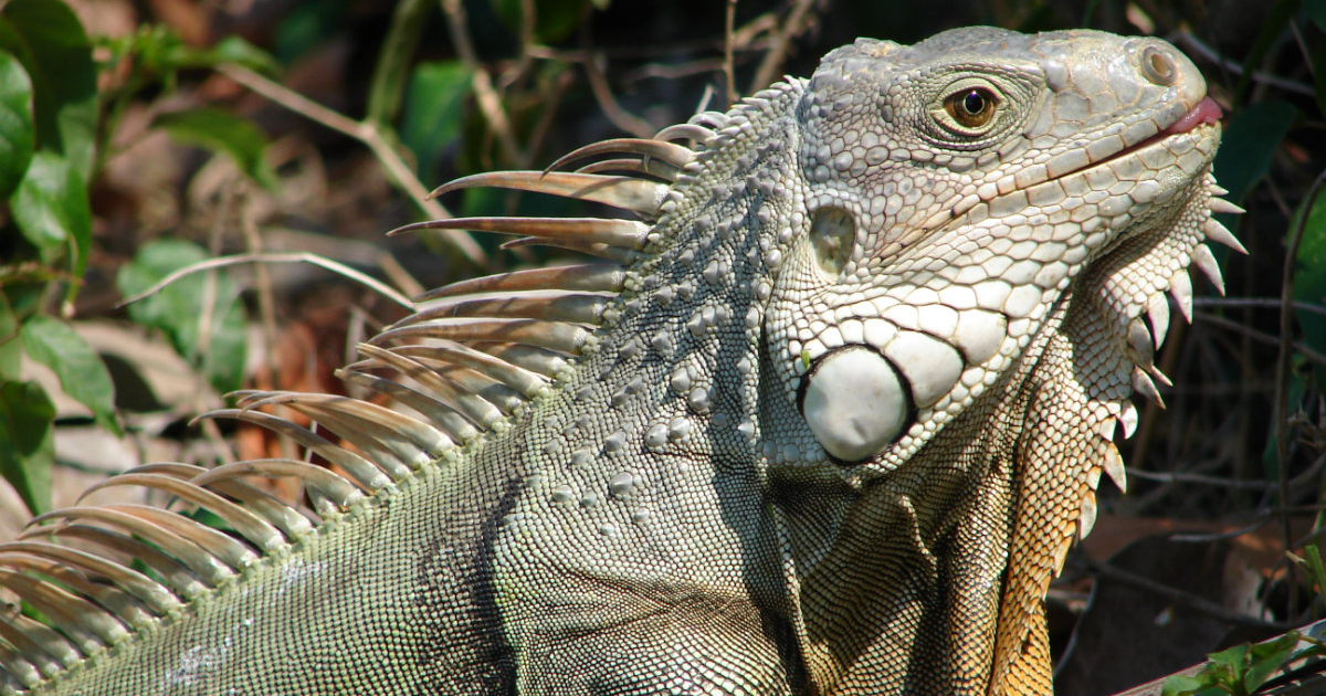 Iguana en Florida © Wikimedia