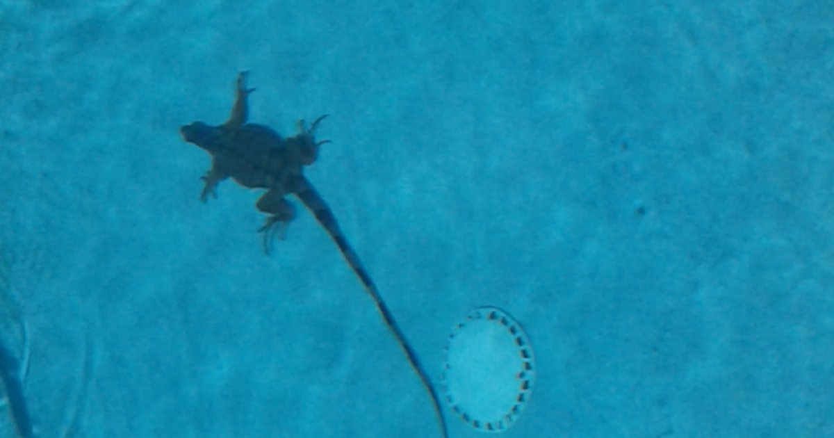 Iguana en una piscina © Cortesía del autor 