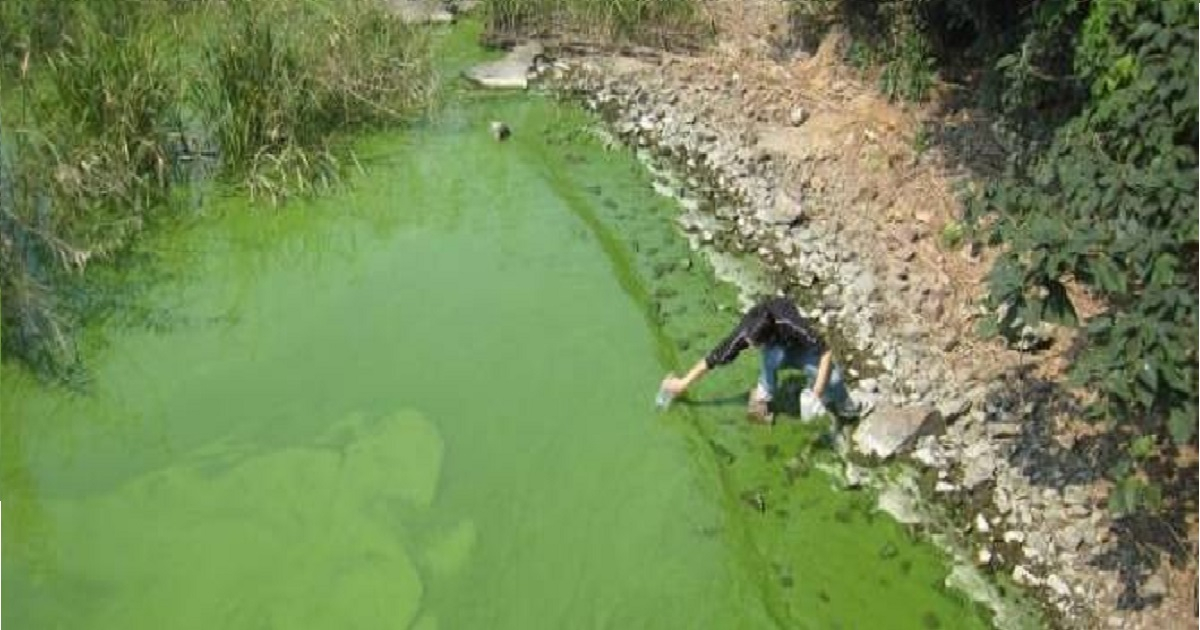  © Declaran estado emergencia en 4 estados de la Florida por presencia de alga tóxica en fuentes de agua