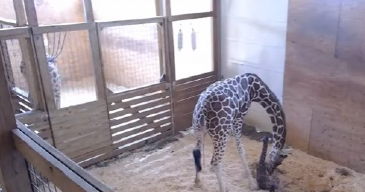 La jirafa April dando a luz en el zoológico Animal Adventure Park © Youtube / Animal Adventure Park