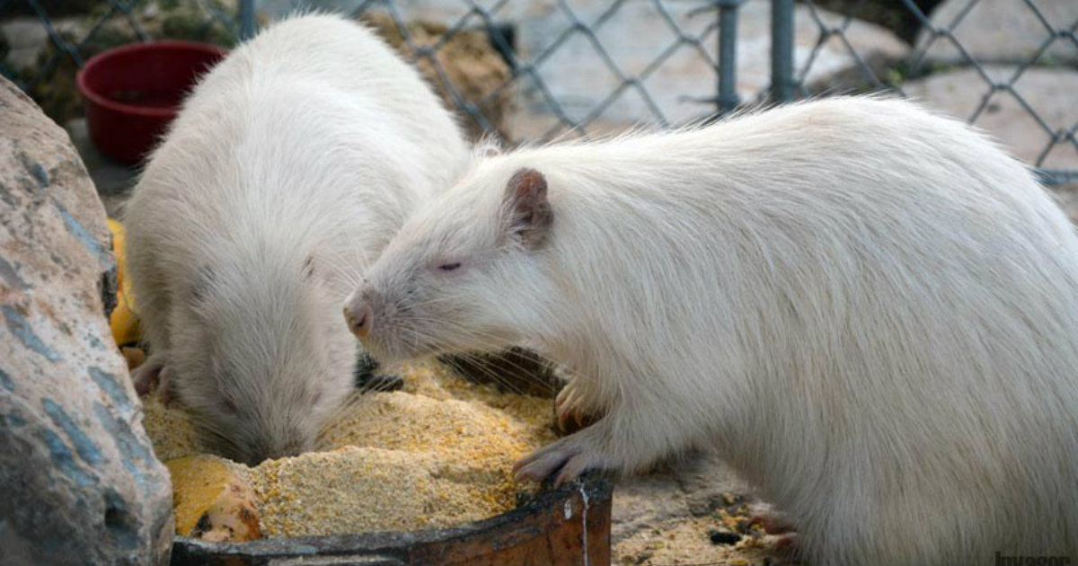 Zoológico Ciego de Ávila © Invasor/Osvaldo Gutiérrez