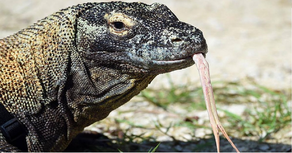 Muere a los 18 años "Khaos", el popular dragón de Komodo del Zoo de Miami © Muere una de las estrellas del Zoo de Miami. 