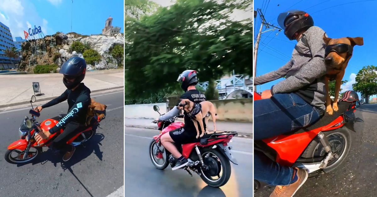 Koffee, el perro que se ha convertido en el motociclista favorito de La Habana