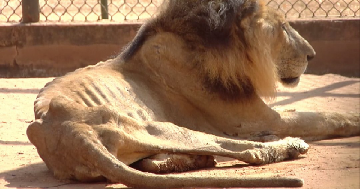 León en Zoológico de Maracaibo © @EduardoJFloresF