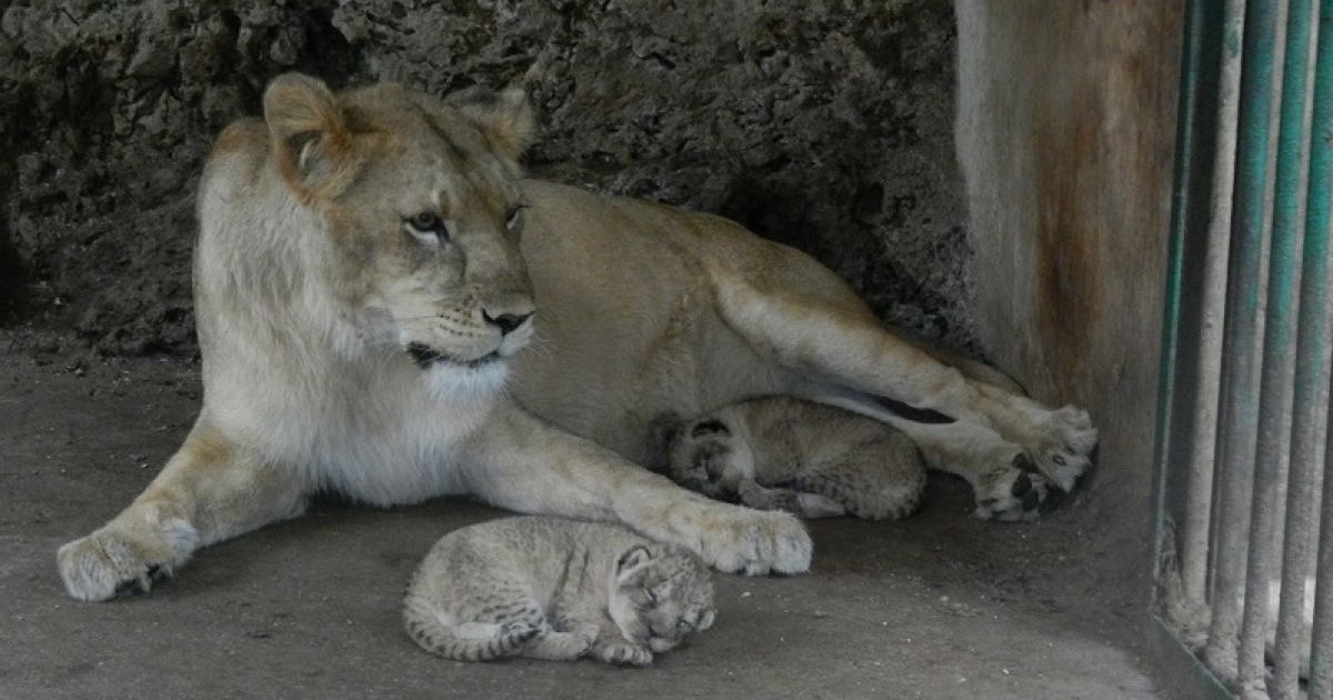Nuevos leones en el zoológico de Matanzas © Girón.cu